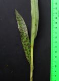Dactylorhiza baltica