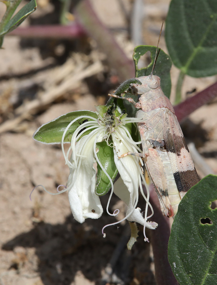 Изображение особи Capparis herbacea.