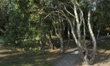 Populus alba. Нижние части стволов старых деревьев. Болгария, г. Бургас, Приморский парк, в культуре. 16.09.2021.