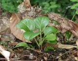 Pyrola rotundifolia. Вегетирующее растение. Дагестан, Сергокалинский р-н, 2 км ЮЗЗ с. Мюрего, буковый лес. 23 июня 2023 г.