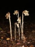 Hypopitys monotropa. Цветущие растения. Крым, долина р. Бурульча, буковый лес, у реки. 15 июля 2023 г.