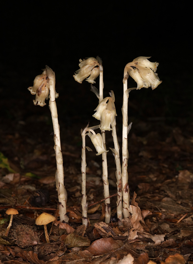 Image of Hypopitys monotropa specimen.