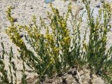 Artemisia pamirica