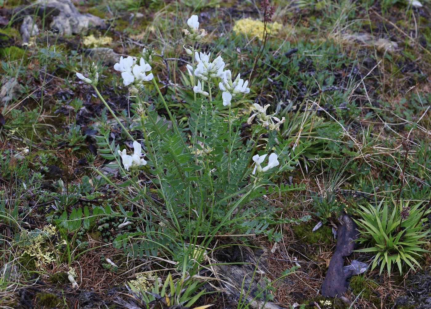 Изображение особи Oxytropis leucantha.