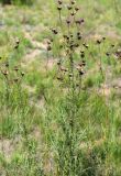 Centaurea adpressa