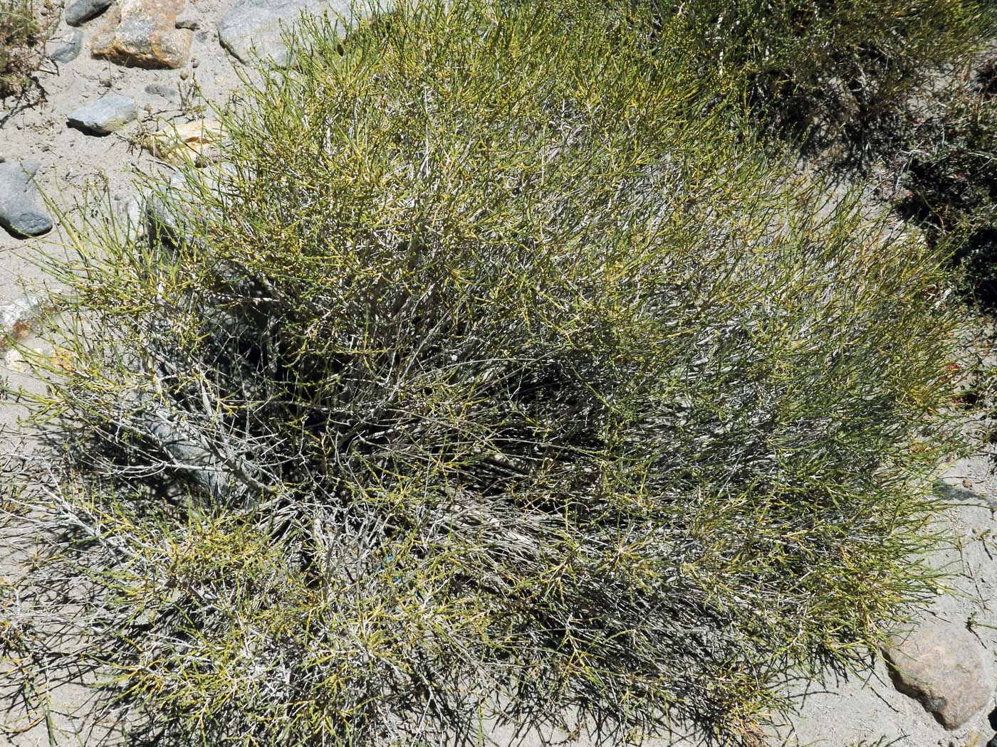 Изображение особи Anabasis turkestanica.
