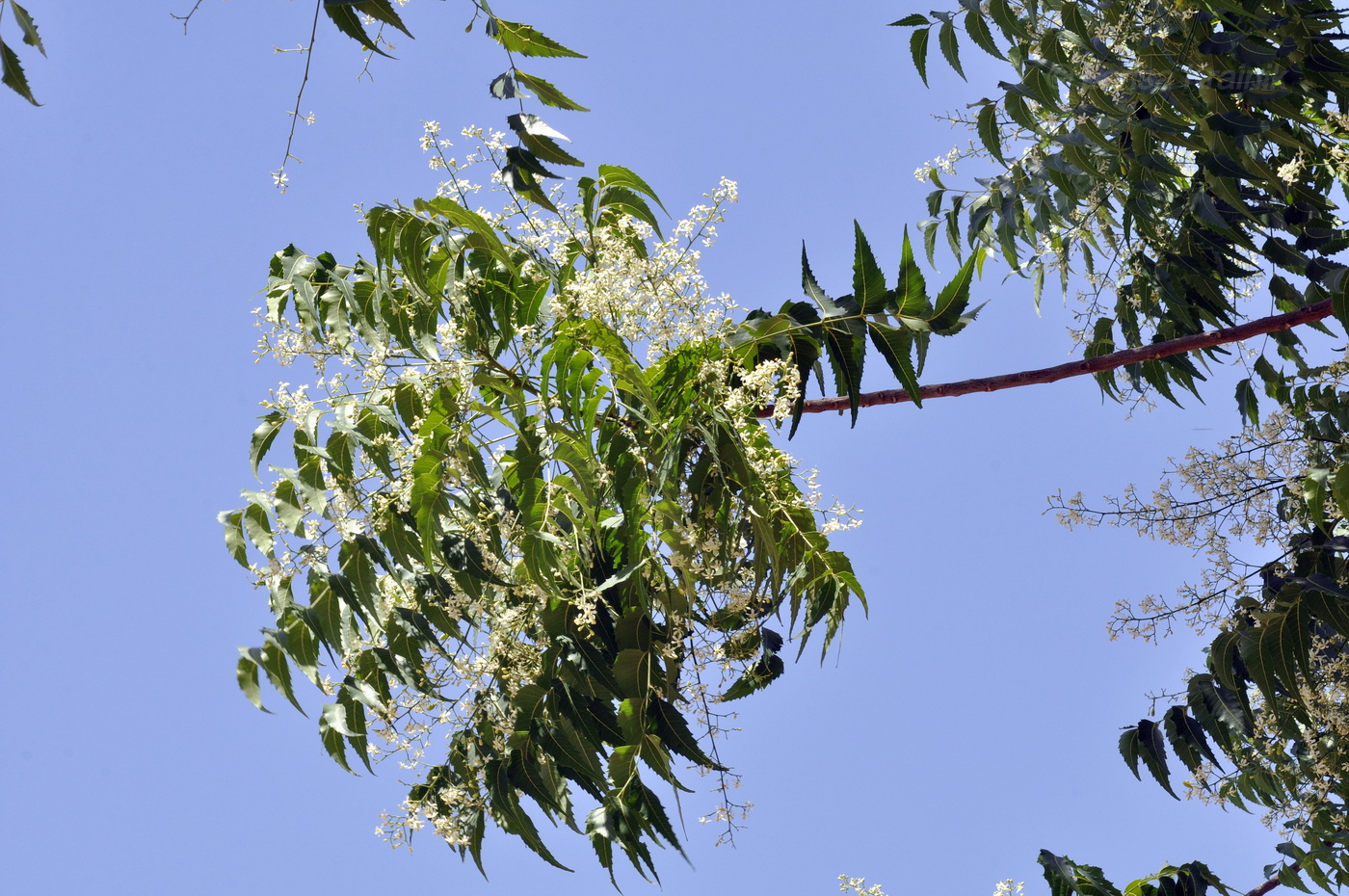 Image of Azadirachta indica specimen.