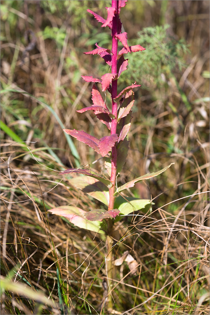 Изображение особи Hylotelephium triphyllum.