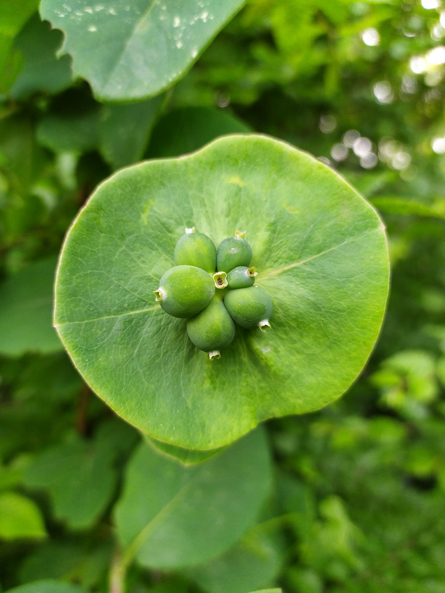 Image of Lonicera caprifolium specimen.