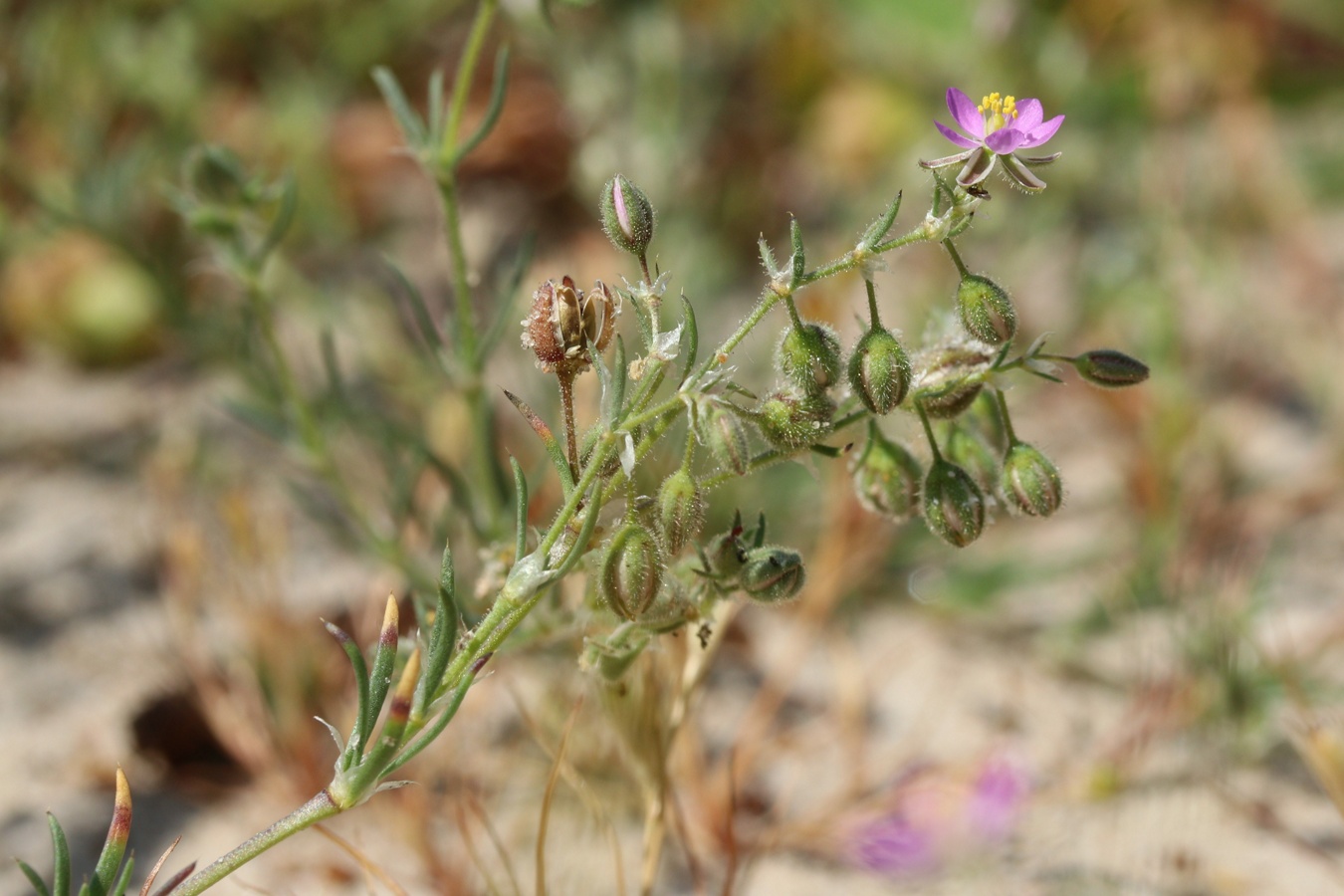 Image of Spergularia rubra specimen.