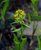 Erysimum hieraciifolium. Верхушка цветущего и плодоносящего растения. Красноярский край, Туруханский р-н, берег р. Енисей в р-не устья р. Хантайка, каменисто-песчаный пляж. 21.07.2023.