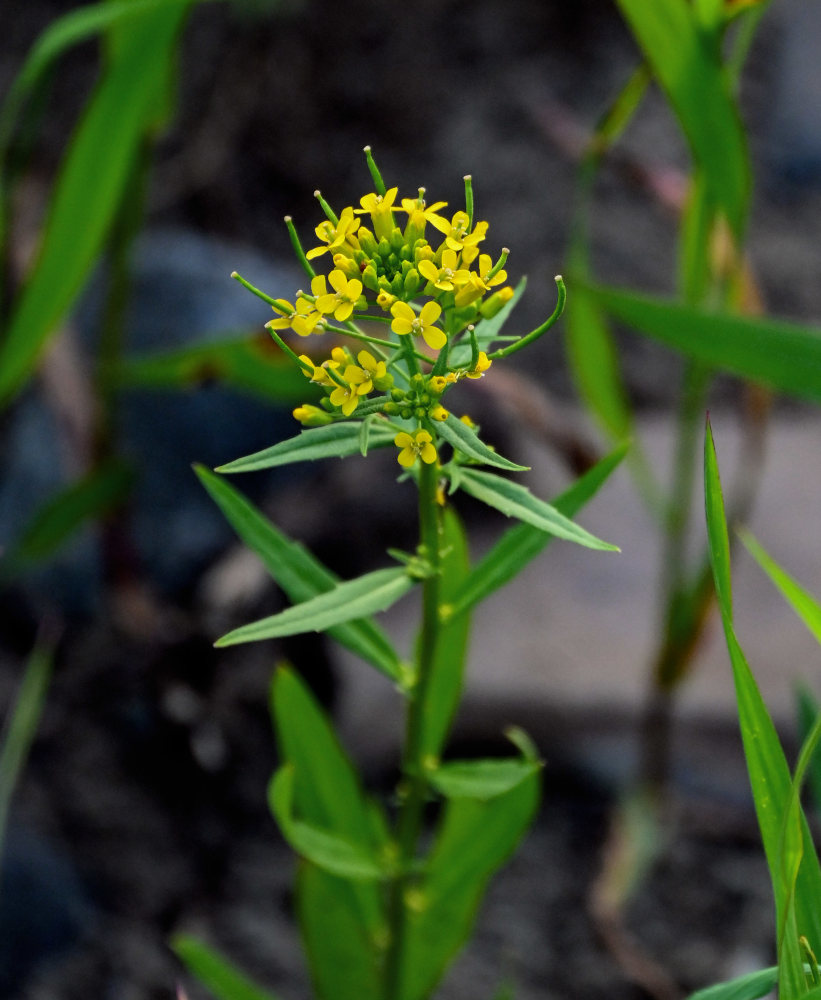 Image of Erysimum hieraciifolium specimen.