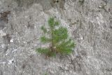 Pinus sylvestris подвид hamata. Молодое растение. Чечня, Шаройский р-н, левый берег р. Шароаргун в 1,5 км выше устья р. Кенхи, склон горы. 12 августа 2023 г.