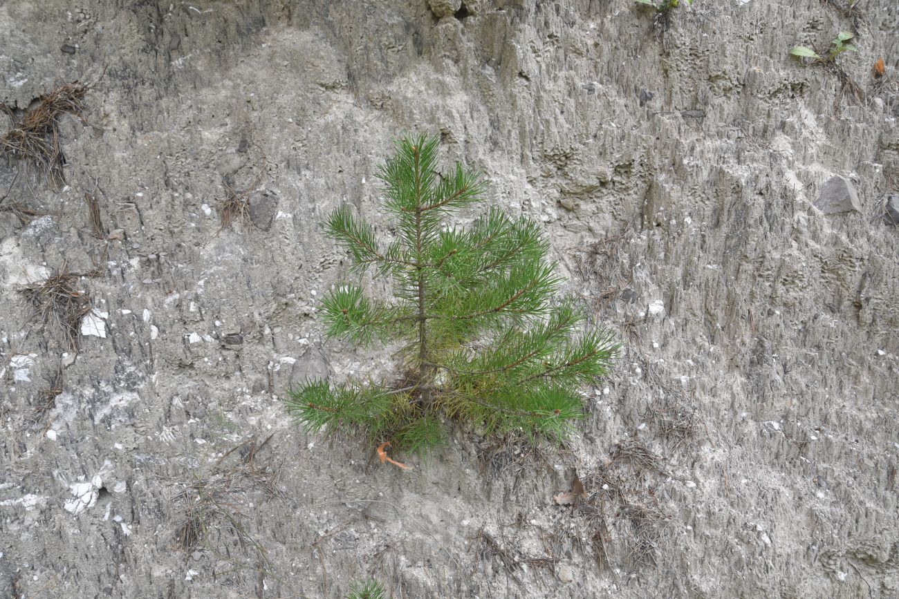 Image of Pinus sylvestris ssp. hamata specimen.