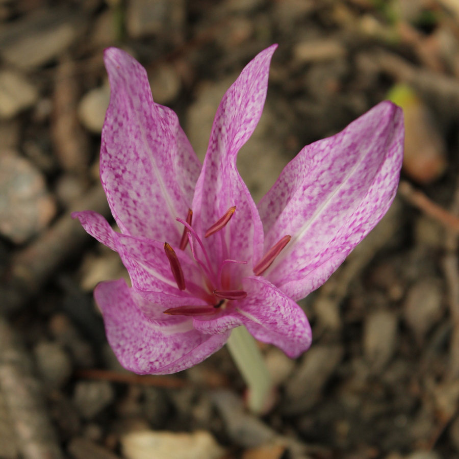 Изображение особи Colchicum &times; agrippinum.