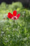 Anemone coronaria