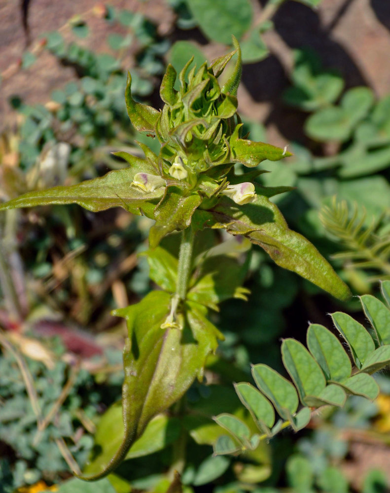 Image of Melampyrum chlorostachyum specimen.