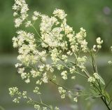 Thalictrum flavum. Соцветие. Новосибирская обл., Ордынский р-н, c. Новопичугово. Июль 2009 г.