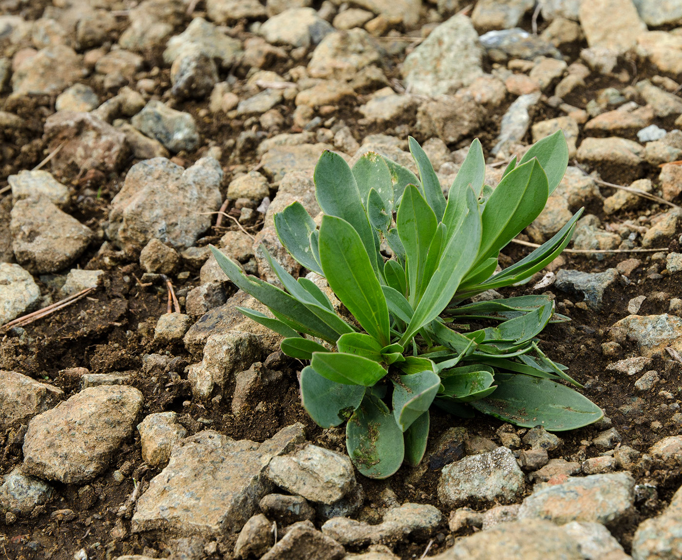 Image of Gypsophila altissima specimen.