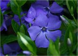 Vinca minor