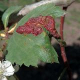 Crataegus maximowiczii. Антракноз листа. Ульяновск, Заволжский р-н, уличное насаждение. 25.05.2024.