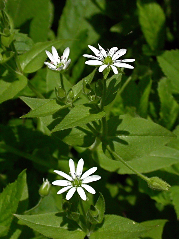 Image of Myosoton aquaticum specimen.