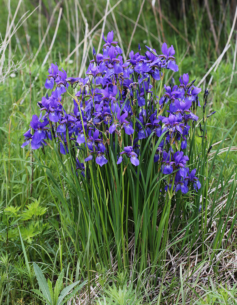 Image of Iris sanguinea specimen.