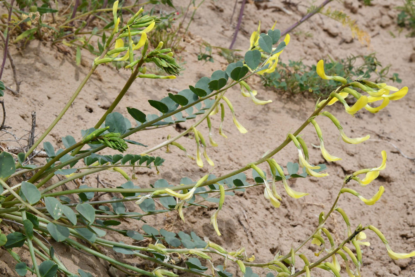 Image of Astragalus flexus specimen.