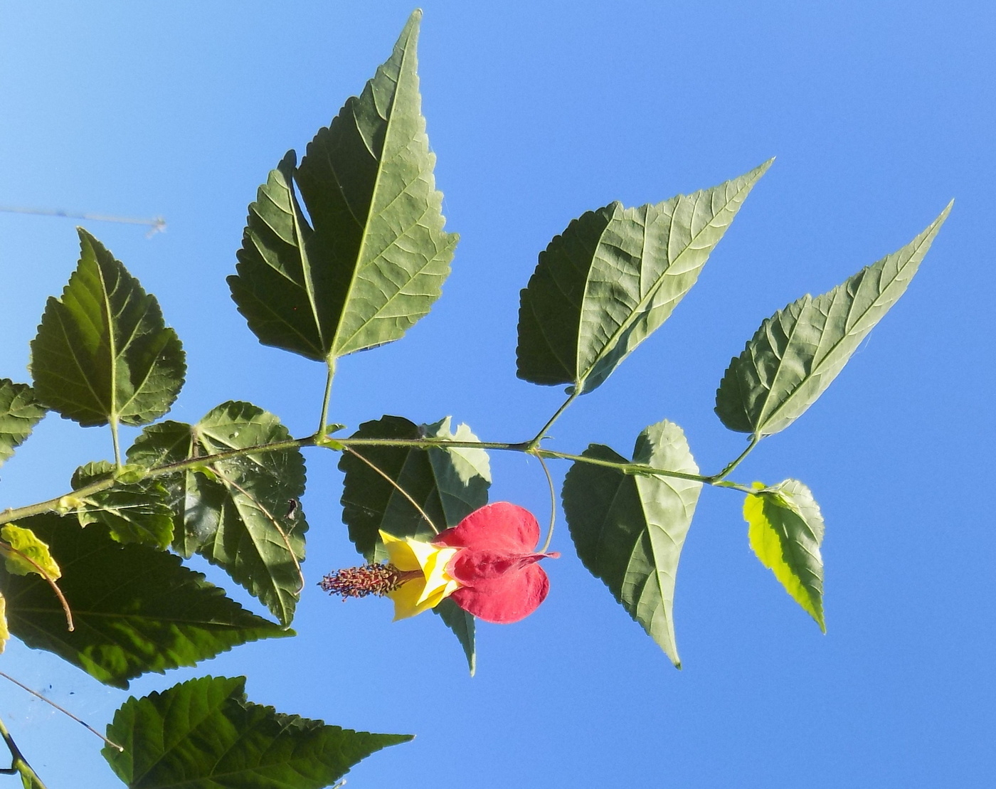Image of Abutilon megapotamicum specimen.
