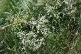 Lepidium latifolium