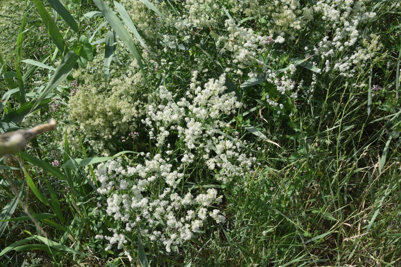 Image of Lepidium latifolium specimen.