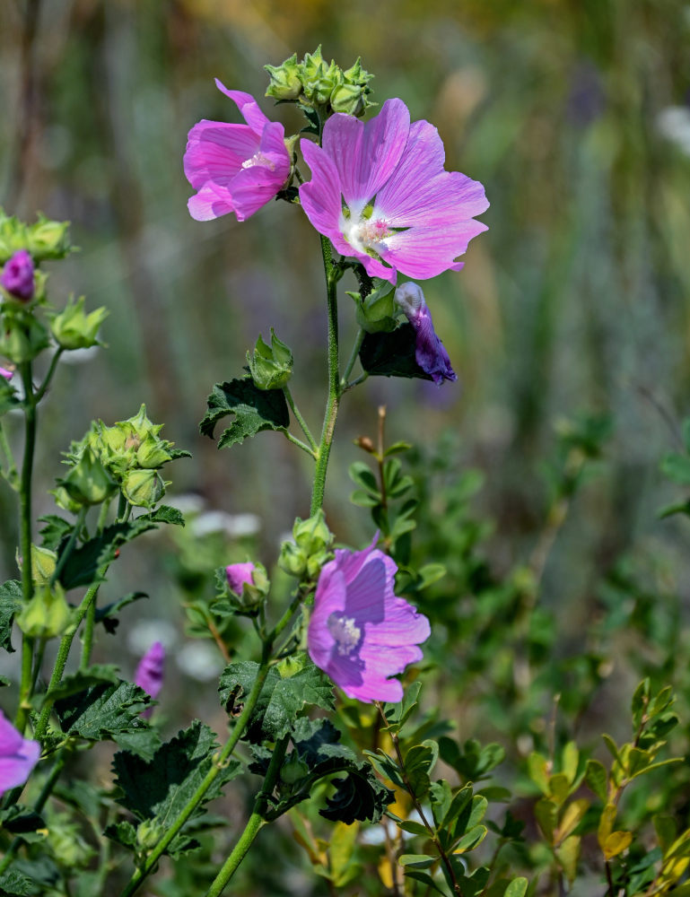 Image of Malva thuringiaca specimen.
