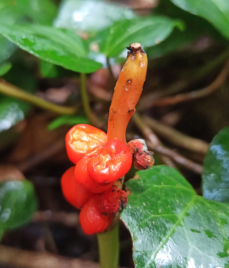 Image of genus Arum specimen.