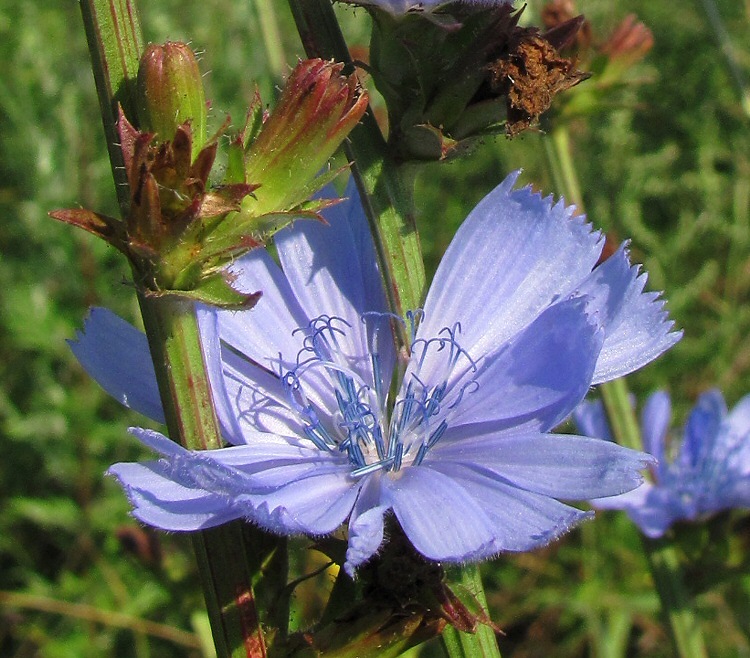 Image of Cichorium intybus specimen.