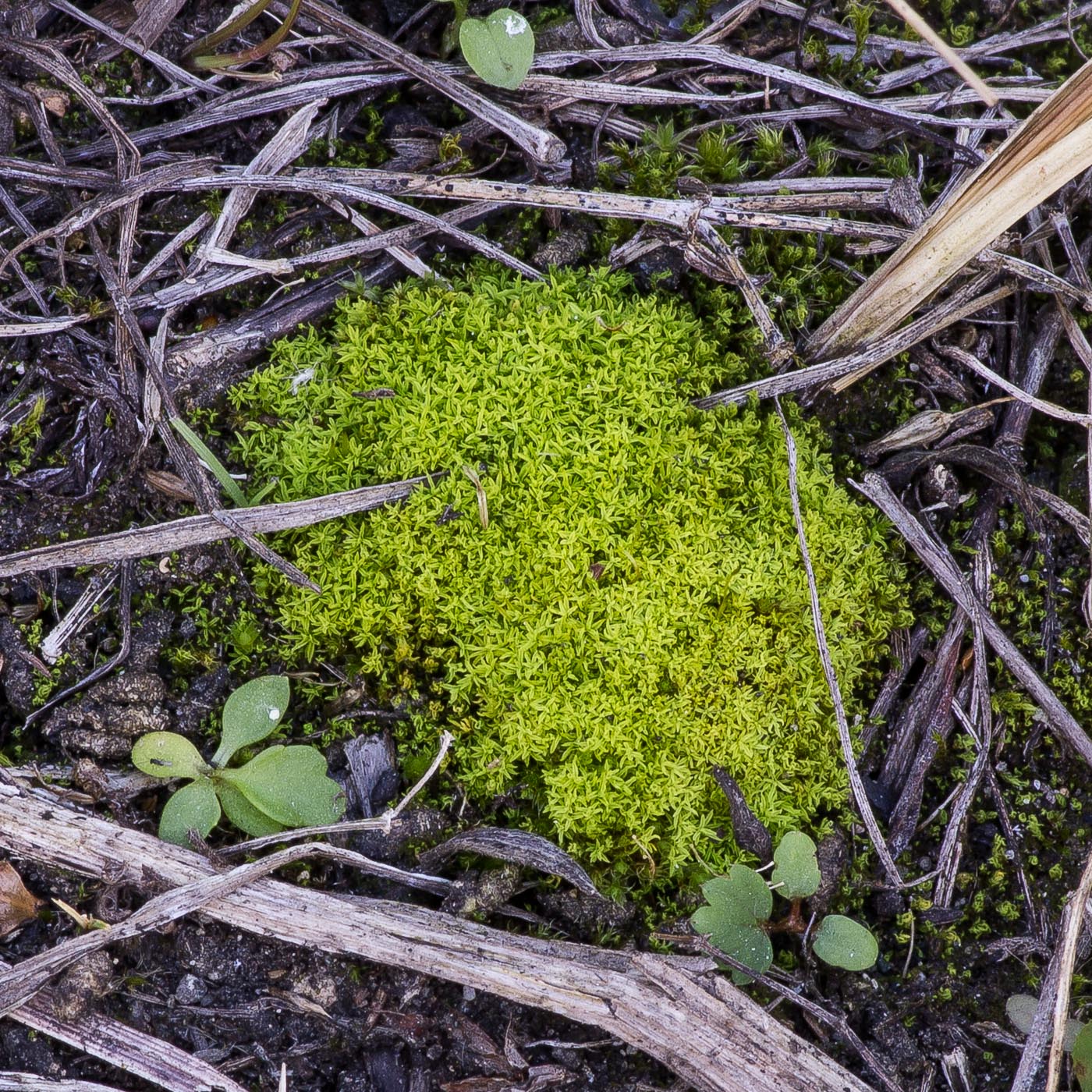 Изображение особи Bryoerythrophyllum recurvirostrum.