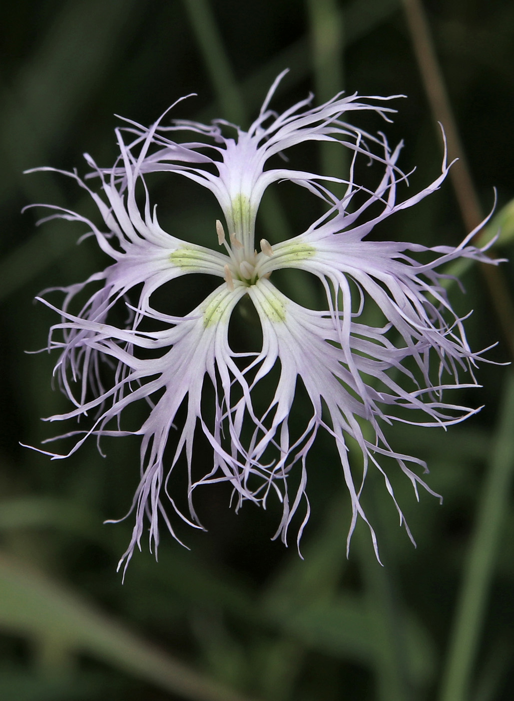 Изображение особи Dianthus superbus.