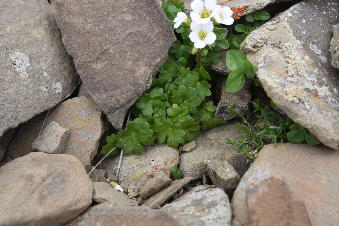 Image of Saxifraga sibirica specimen.