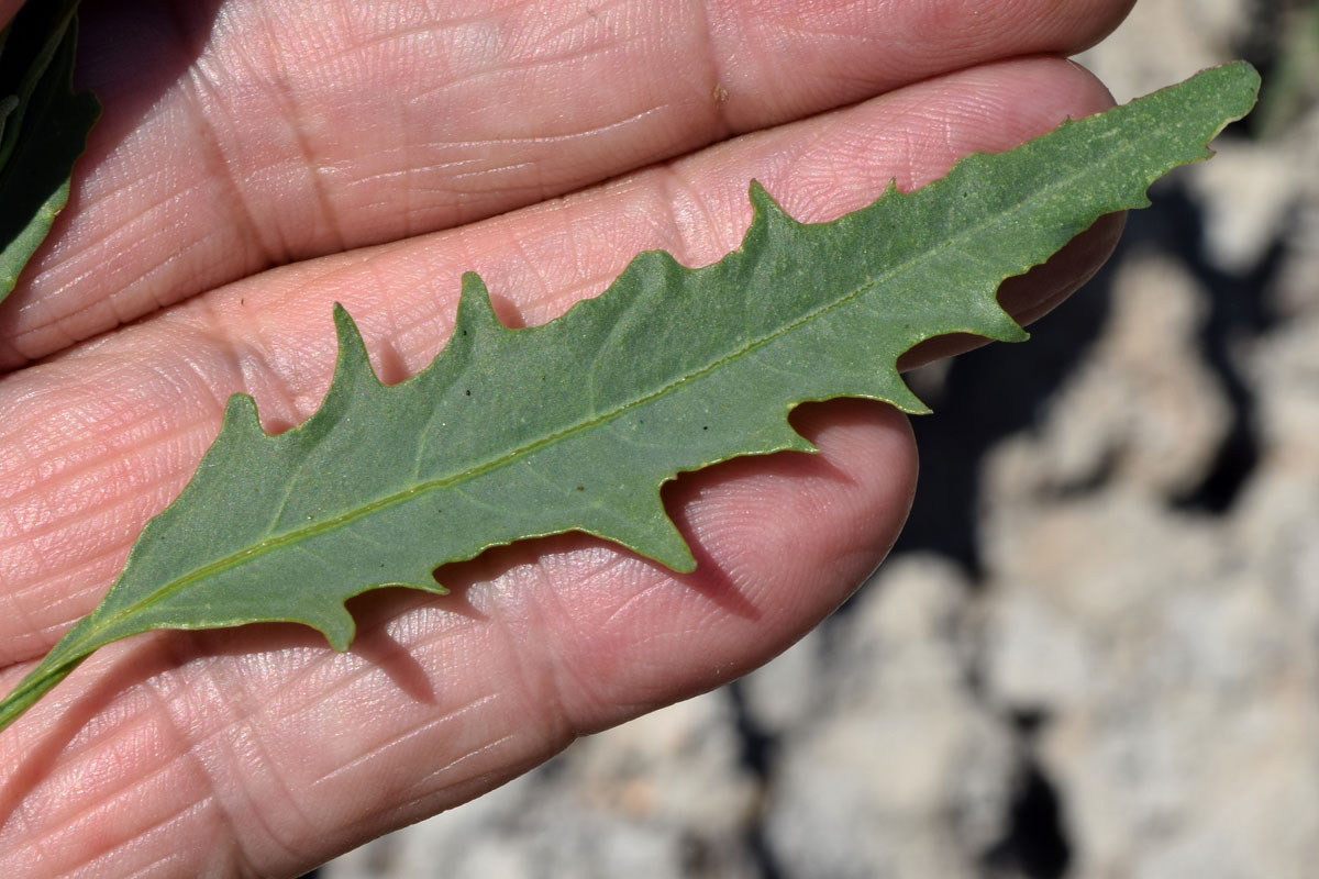 Image of Atriplex littoralis specimen.