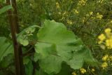 genus Arctium. Часть стебля с листом и развивающимся пазушным генеративным побегом. Чечня, Шаройский р-н, долина р. Цесиахк, около дома Патимат, выс. 1800 м н.у.м., луг. 27 июня 2024 г.