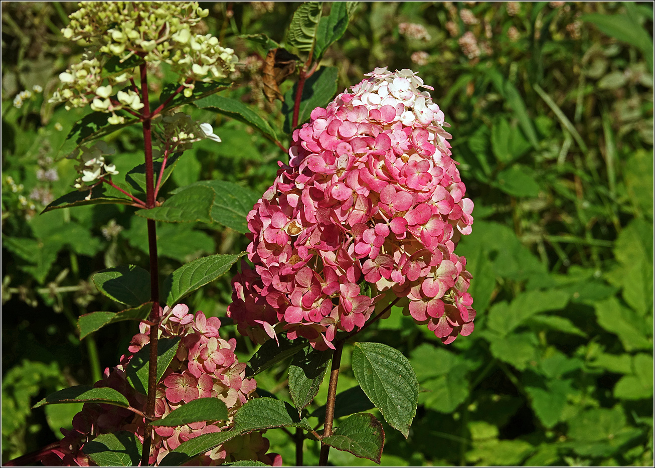 Изображение особи Hydrangea paniculata.