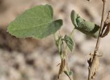 Abutilon fruticosum. Побег. Израиль, юг Иудейской пустыни, каменистый склон к Мёртвому морю (ложбина стока). 21.02.2011.