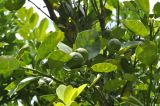 genus Citrus