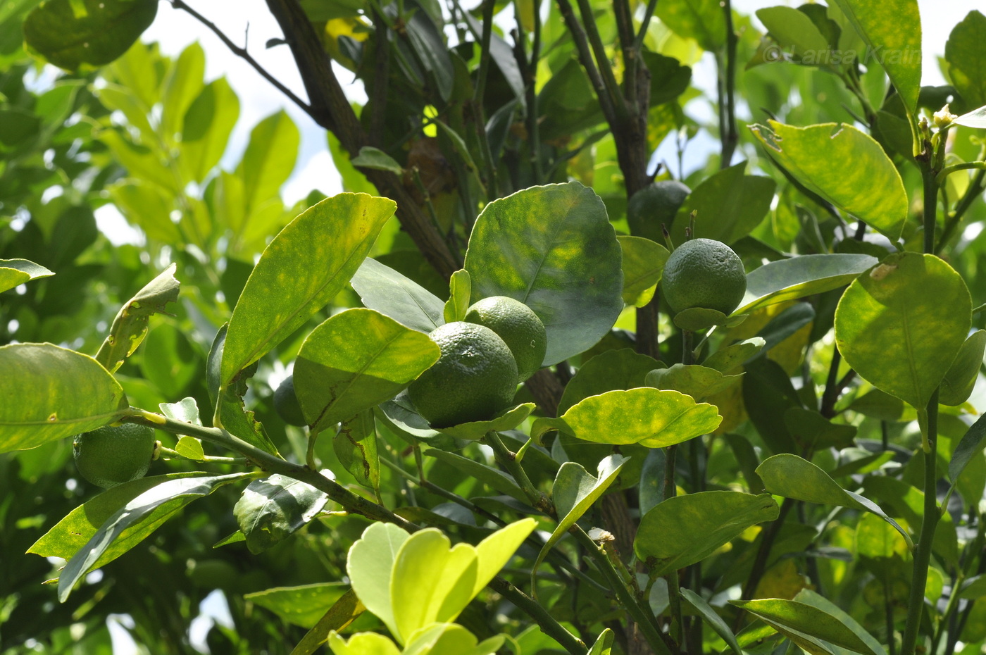 Image of genus Citrus specimen.