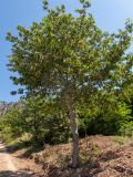 Cerasus avium