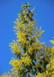 Acacia dealbata