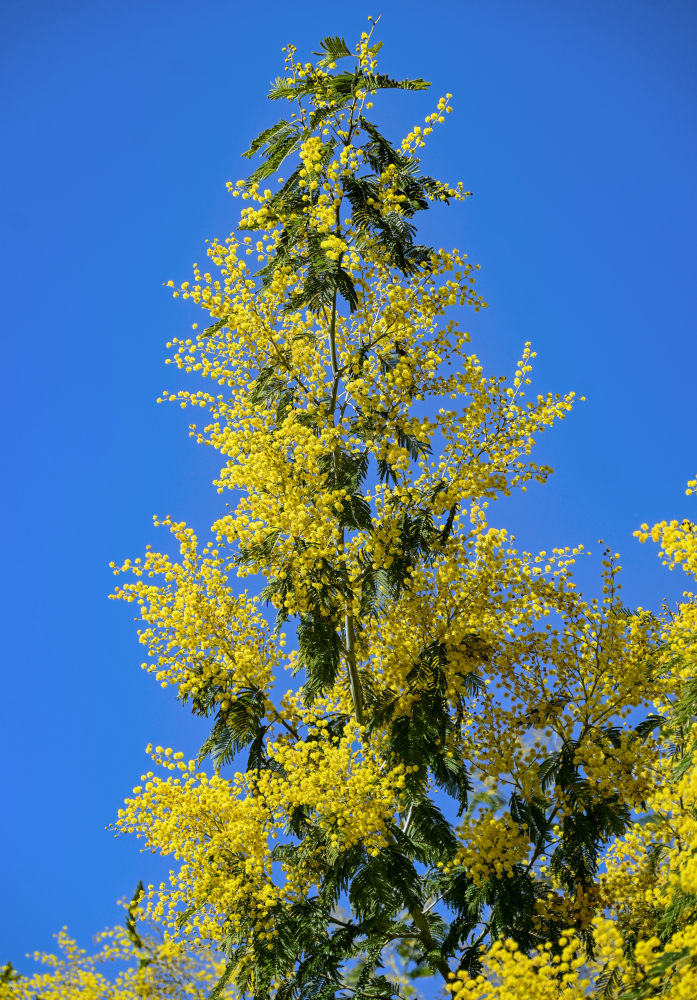 Изображение особи Acacia dealbata.