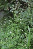 Galium pseudorivale