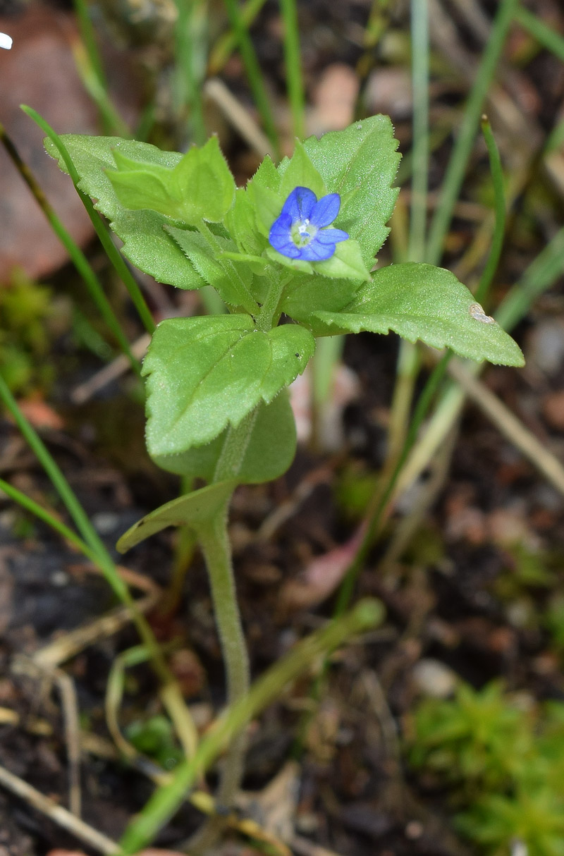 Image of Veronica cardiocarpa specimen.