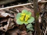 род Chrysosplenium