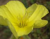 Oenothera drummondii. Цветок. Израиль, Большой Тель-Авив, г. Рамат-Авив, газон у автостоянки на берегу моря. 25.03.2008.